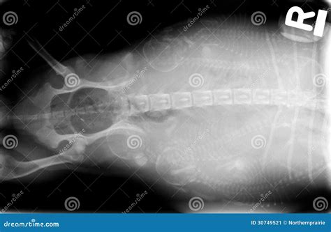 Xray Of Pregnant Dog Stock Image Image Of Medicine Pelvis 30749521