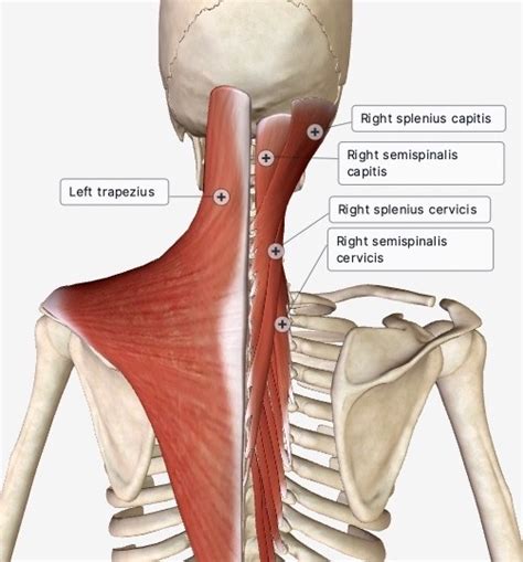 Lesson 38 Posterior Neck Stretch Angle 1 Seated Relieving That