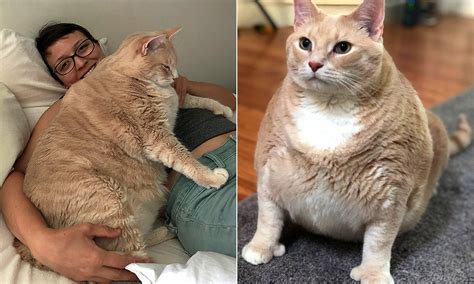 Movie Garfield In Real Life