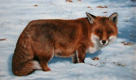 Carl Andrew Whitfield Pastel Whitfield Wildlife Artists