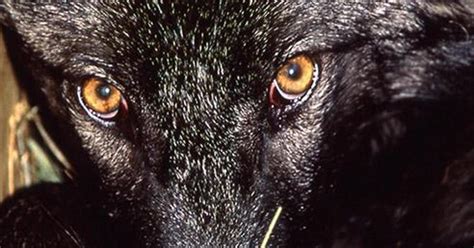Surely by the very nature of having to buy and sell etherium to get into many of the etherium based ico's that's going to make for a volatile up and. Nature up close: The best wolf ever - CBS News