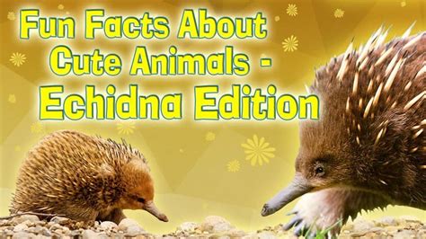 Learn interesting animal facts and download free coloring pages at animal fact guide. Fun Facts About Cute Animals - Echidna Edition | Explore | Awesome Activities & Fun Facts | Kids ...