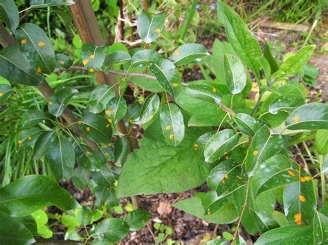 Photograph your leaf or take a sample to a county extension office or to a local nursery for identification. Identification- fruit tree disease and mineral deficiency ...