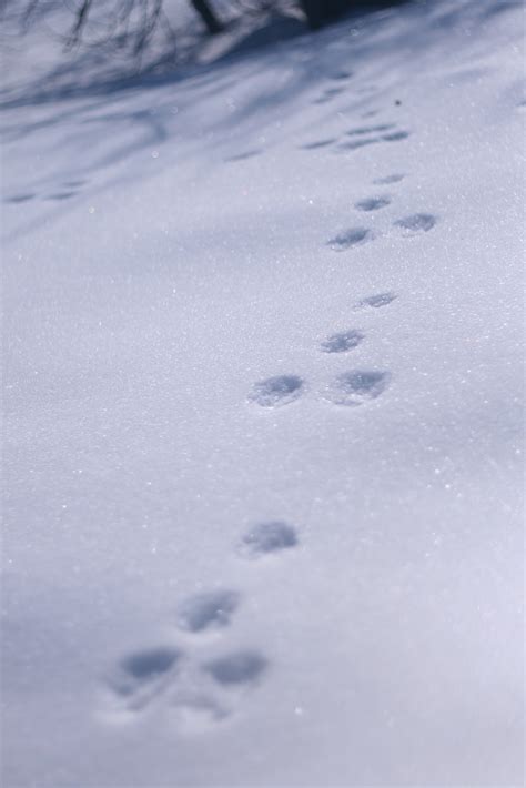 Tracks In Snow Identify Animal