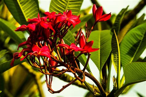 Las Plantas Y Sus Usos Beneficios De La Flor De Mayo O Plumeria Rubra