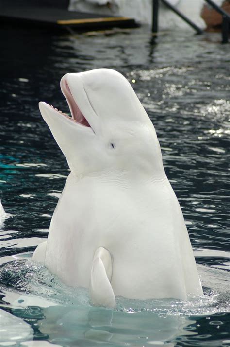 Untitled By Joanna Sokolowski 500px Beluga Whale Albino Animals