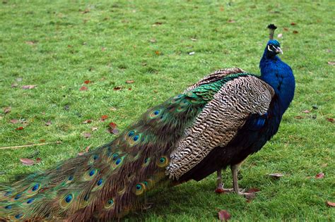 Peacock The Biggest Animals Kingdom