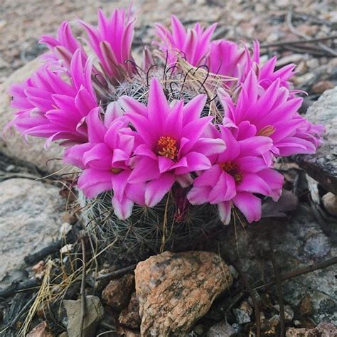 Third summer and there after: Another colorful cactus surprise in Tucson, Arizona! It's ...
