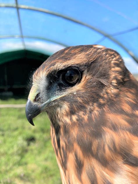 Update On The Hen Harrier Brood Management Trial Natural England
