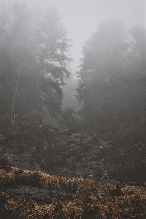 Foggy Trees Wallpaper 4k Forest Images And Wallpapers For Mobile And