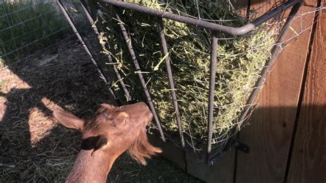 Hay Rack Modification For Goats Youtube
