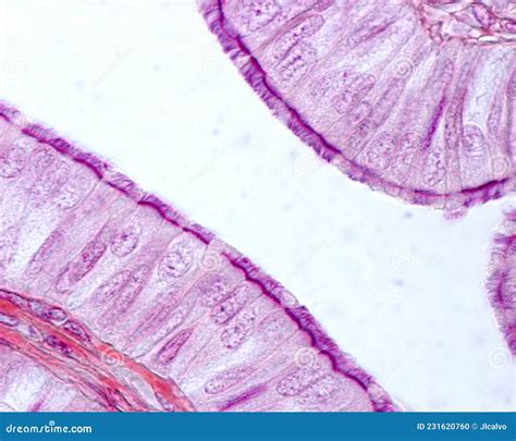 Ciliated Columnar Epithelium Stock Photo Image Of Micrograph