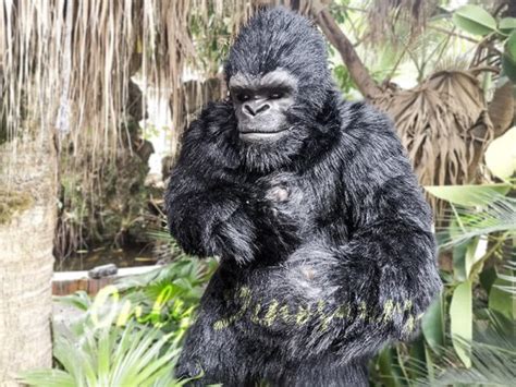 Exhibition Props Realistic Gorilla Costume Only Dinosaurs