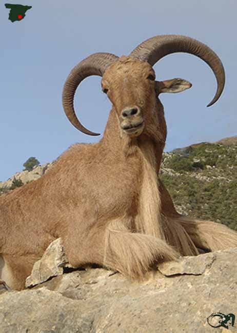 Iberian Mouflon Fernando Saiz