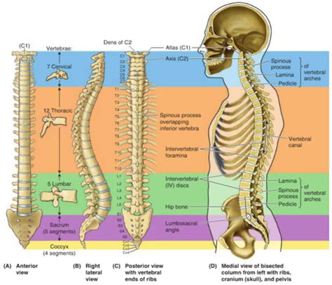Vertebral Column And Spinal Cord Flashcards Quizlet