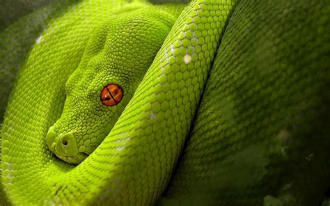 Snake Green Digital Art Orange Eyes Reptile Wallpapers Hd Desktop