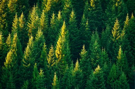 The Role of Trees and Forests in the Earth's Climate System - Tree Canada