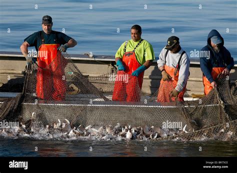 Fishermen Hauling In The Nets Full Of Fish On A Trap Boat Menhaden
