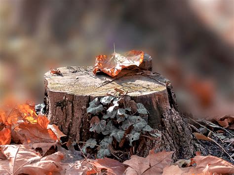 Tree Stump Woods Background Nature Grass And Foliage Textures For