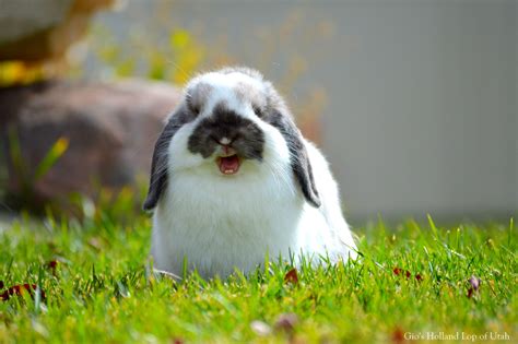 Dwarfism is a genetic condition that may occur in humans and in many animals, including rabbits. Holland Lop