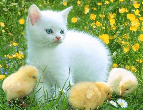 Cute Birds And Little Animals Top Profile Pictures Display Pictures