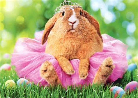 Bunny Ballerina Avanti Funny Easter Card Greeting Card By Avanti