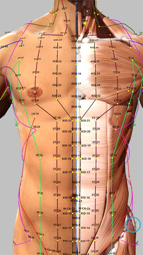 Acupoint 4 Acupuncture Points Chart Acupuncture Acupressure Points