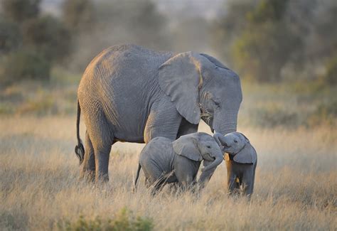 Mother Elephant And Her Babies Hd Wallpaper Background Image 3794x2607