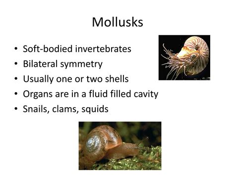 Ppt Mollusks And Segmented Worms Powerpoint Presentation Free Download Id2361439
