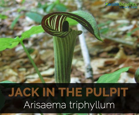 Jack In The Pulpit Facts And Health Benefits