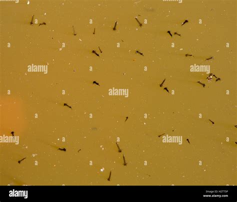 Closeup Of Mosquito Larvae In A Stagnant Water Pool Larvae Of