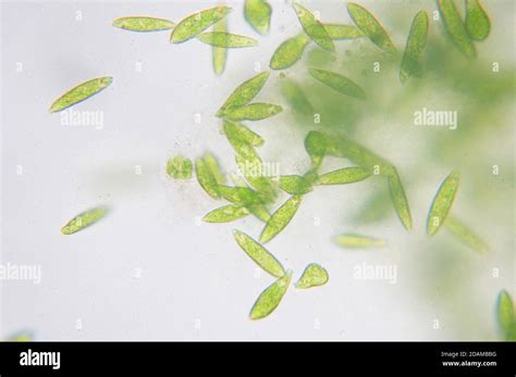 Freshwater Flagellate Hi Res Stock Photography And Images Alamy