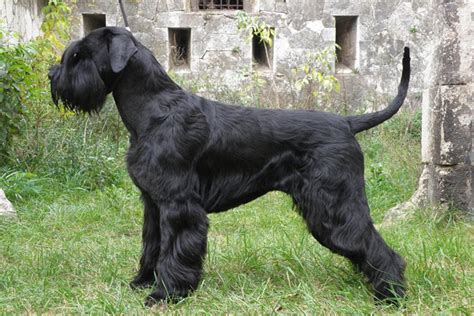 giant schnauzer puppies  sale  reputable dog breeders