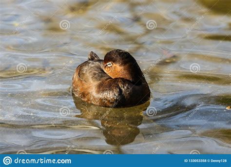 American Redhead Diving Duck Stock Photo Image Of Duck Louisiana