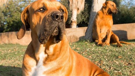 10 Huge Dog Breeds That Just Give You More To Love Dogtime Huge