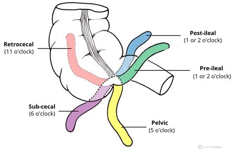 The Appendix Retrocecal Arterial Supply Appendicitis Teachmeanatomy