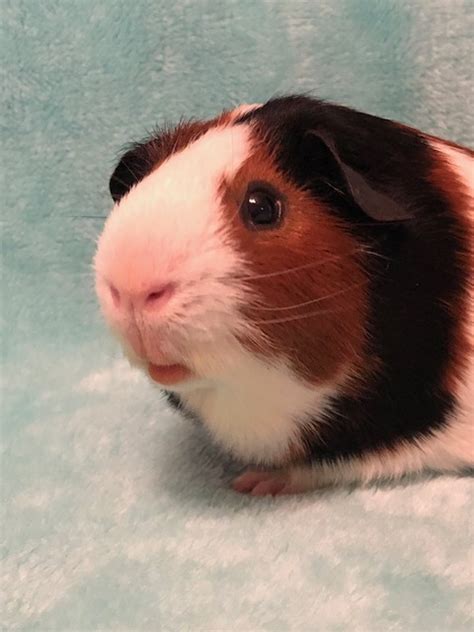 Prismatic Guinea Pigs Has All Your Guinea Pig Requirements