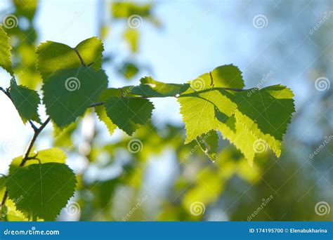 Spring Green Leaves Of Young Birch And Tree Branches Stock Photo