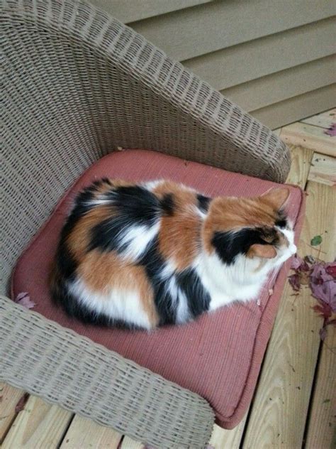 My Fat Calico Cat Cats Pinterest Calico Cats And Cats