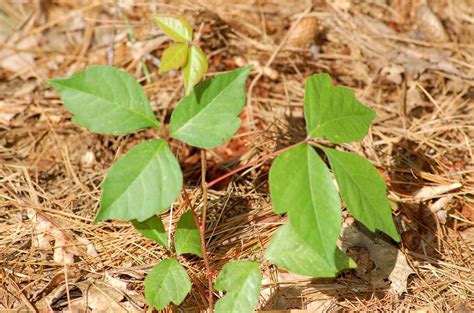 Learn vocabulary, terms and more with flashcards, games and other study tools. Identify Poison Ivy With These Photos