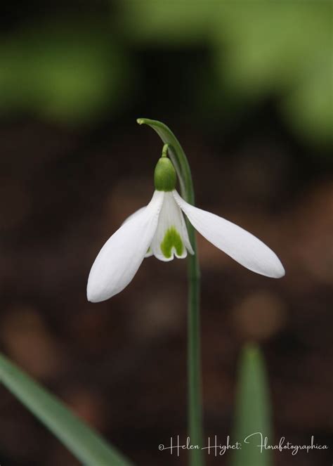 Pin On Snowdrops