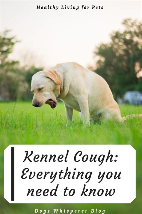 Everything You Need To Know About Kennel Cough Dog Coughing Dog