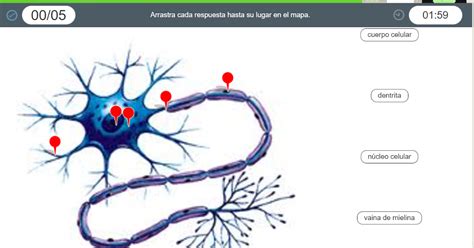Mil Recursos Partes De La Neurona