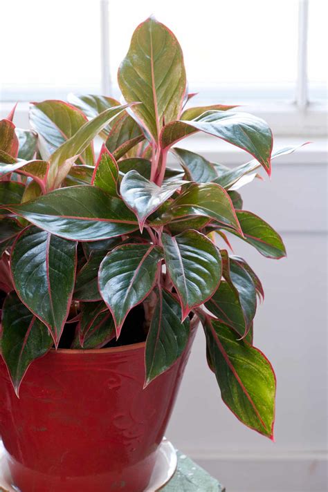 34 Plant With Long Pink And Green Leaves
