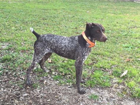 The complete guide to german shorthaired pointers: Was/Wtt Female German shorthaired pointer pup | dogs and ...