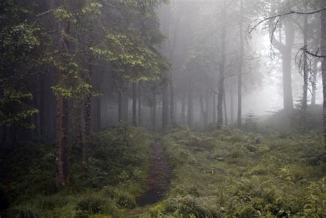 Misty Forest Stock V By Angband On Deviantart