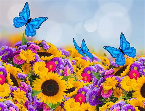 Hd Butterfly On Sunflower Wallpapers Peakpx