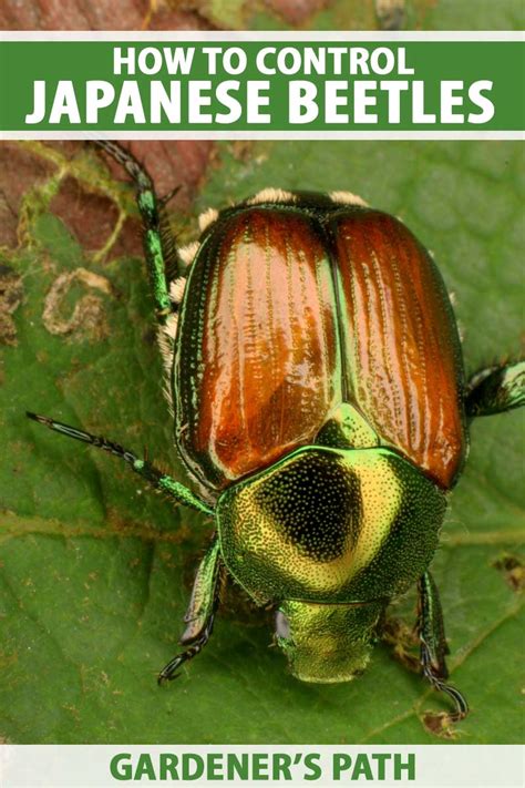 Battling Japanese Beetles Tips For Banning Them From The Garden