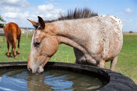 Image Of Horse Drinking Water From Tire Water Trough Austockphoto