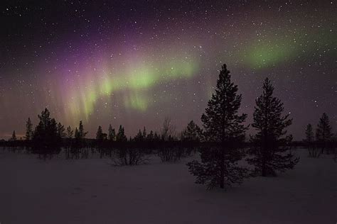 Aurora Borealis Over Pine Trees In Finland Scenic Art Fine Art